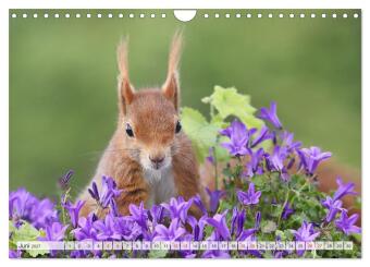 Besondere Augenblicke mit Eichhörnchen (Wandkalender 2027 DIN A4 quer), CALVENDO Monatskalender