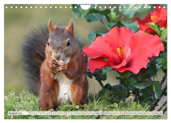 Besondere Augenblicke mit Eichhörnchen (Wandkalender 2027 DIN A4 quer), CALVENDO Monatskalender