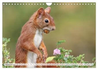 Besondere Augenblicke mit Eichhörnchen (Wandkalender 2027 DIN A4 quer), CALVENDO Monatskalender