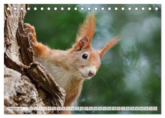 Besondere Augenblicke mit Eichhörnchen (Tischkalender 2027 DIN A5 quer), CALVENDO Monatskalender