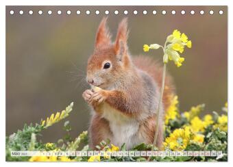 Besondere Augenblicke mit Eichhörnchen (Tischkalender 2027 DIN A5 quer), CALVENDO Monatskalender