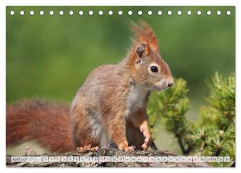 Besondere Augenblicke mit Eichhörnchen (Tischkalender 2027 DIN A5 quer), CALVENDO Monatskalender