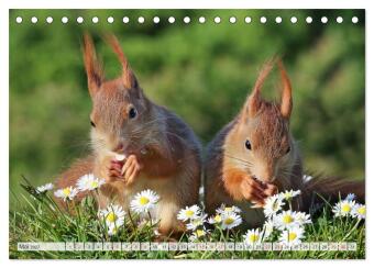 Besondere Augenblicke mit Eichhörnchen (Tischkalender 2027 DIN A5 quer), CALVENDO Monatskalender