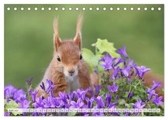 Besondere Augenblicke mit Eichhörnchen (Tischkalender 2027 DIN A5 quer), CALVENDO Monatskalender