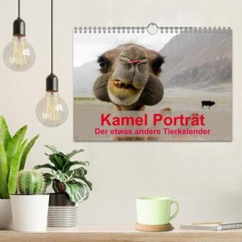 Kamel Porträt (Wandkalender 2027 DIN A4 quer), CALVENDO Monatskalender