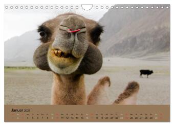 Kamel Porträt (Wandkalender 2027 DIN A4 quer), CALVENDO Monatskalender