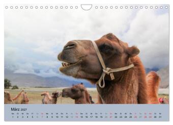 Kamel Porträt (Wandkalender 2027 DIN A4 quer), CALVENDO Monatskalender