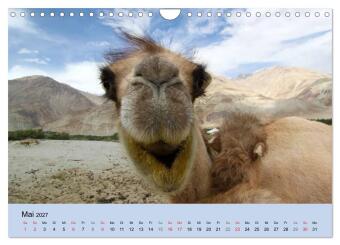 Kamel Porträt (Wandkalender 2027 DIN A4 quer), CALVENDO Monatskalender