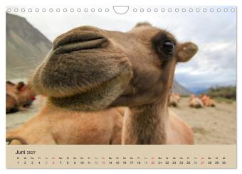 Kamel Porträt (Wandkalender 2027 DIN A4 quer), CALVENDO Monatskalender