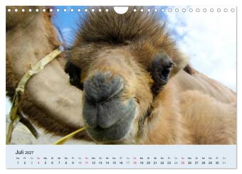 Kamel Porträt (Wandkalender 2027 DIN A4 quer), CALVENDO Monatskalender