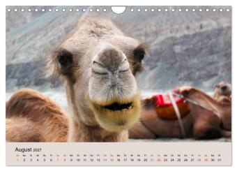 Kamel Porträt (Wandkalender 2027 DIN A4 quer), CALVENDO Monatskalender