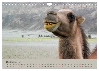 Kamel Porträt (Wandkalender 2027 DIN A4 quer), CALVENDO Monatskalender