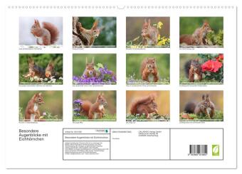 Besondere Augenblicke mit Eichhörnchen (hochwertiger Premium Wandkalender 2027 DIN A2 quer), Kunstdruck in Hochglanz