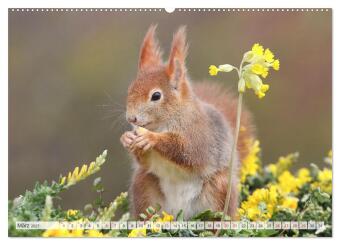 Besondere Augenblicke mit Eichhörnchen (hochwertiger Premium Wandkalender 2027 DIN A2 quer), Kunstdruck in Hochglanz
