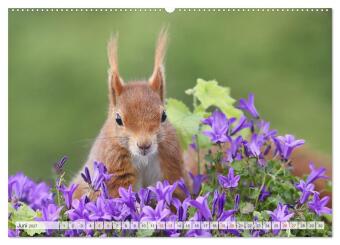 Besondere Augenblicke mit Eichhörnchen (hochwertiger Premium Wandkalender 2027 DIN A2 quer), Kunstdruck in Hochglanz