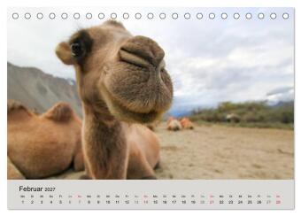 Kamel Porträt (Tischkalender 2027 DIN A5 quer), CALVENDO Monatskalender