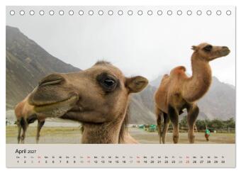 Kamel Porträt (Tischkalender 2027 DIN A5 quer), CALVENDO Monatskalender
