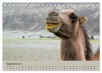 Kamel Porträt (Tischkalender 2027 DIN A5 quer), CALVENDO Monatskalender