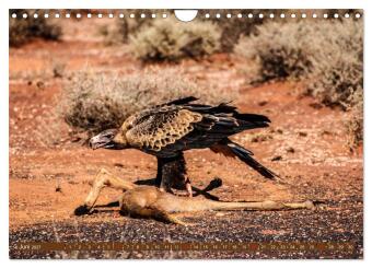 Outback Life - Australien (Wandkalender 2027 DIN A4 quer), CALVENDO Monatskalender