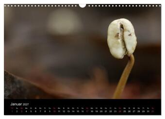 Zu Besuch beim Kaffee (Wandkalender 2027 DIN A3 quer), CALVENDO Monatskalender