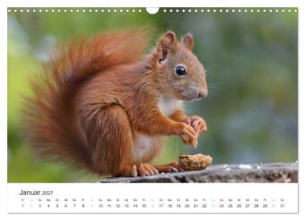 Eichhörnchen Kinder (Wandkalender 2027 DIN A3 quer), CALVENDO Monatskalender