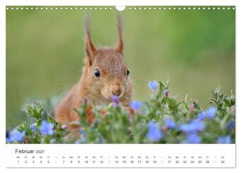 Eichhörnchen Kinder (Wandkalender 2027 DIN A3 quer), CALVENDO Monatskalender