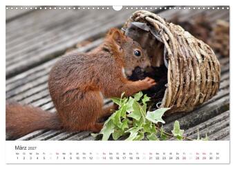 Eichhörnchen Kinder (Wandkalender 2027 DIN A3 quer), CALVENDO Monatskalender