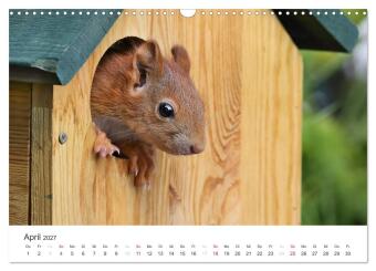 Eichhörnchen Kinder (Wandkalender 2027 DIN A3 quer), CALVENDO Monatskalender