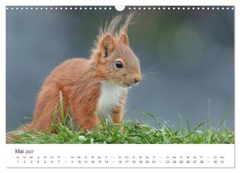Eichhörnchen Kinder (Wandkalender 2027 DIN A3 quer), CALVENDO Monatskalender
