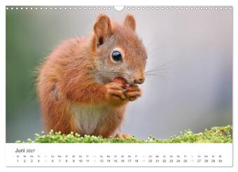 Eichhörnchen Kinder (Wandkalender 2027 DIN A3 quer), CALVENDO Monatskalender