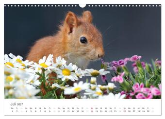 Eichhörnchen Kinder (Wandkalender 2027 DIN A3 quer), CALVENDO Monatskalender