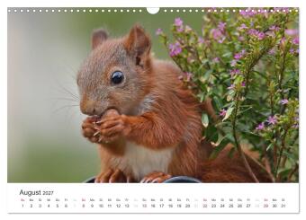 Eichhörnchen Kinder (Wandkalender 2027 DIN A3 quer), CALVENDO Monatskalender