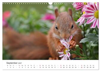 Eichhörnchen Kinder (Wandkalender 2027 DIN A3 quer), CALVENDO Monatskalender