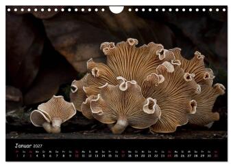 Pilzgalerie (Wandkalender 2027 DIN A4 quer), CALVENDO Monatskalender