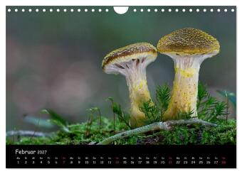 Pilzgalerie (Wandkalender 2027 DIN A4 quer), CALVENDO Monatskalender