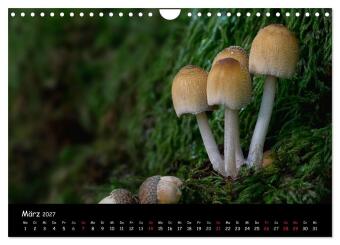 Pilzgalerie (Wandkalender 2027 DIN A4 quer), CALVENDO Monatskalender