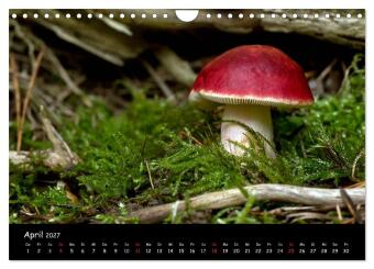 Pilzgalerie (Wandkalender 2027 DIN A4 quer), CALVENDO Monatskalender