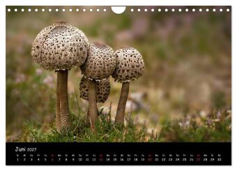 Pilzgalerie (Wandkalender 2027 DIN A4 quer), CALVENDO Monatskalender