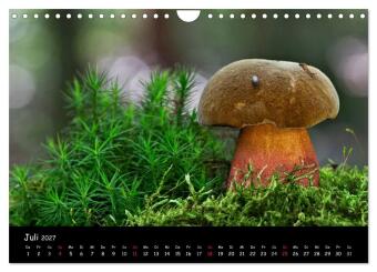 Pilzgalerie (Wandkalender 2027 DIN A4 quer), CALVENDO Monatskalender