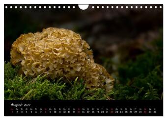 Pilzgalerie (Wandkalender 2027 DIN A4 quer), CALVENDO Monatskalender