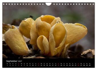 Pilzgalerie (Wandkalender 2027 DIN A4 quer), CALVENDO Monatskalender