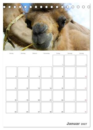Kamel Porträt (Tischkalender 2027 DIN A5 hoch), CALVENDO Monatskalender