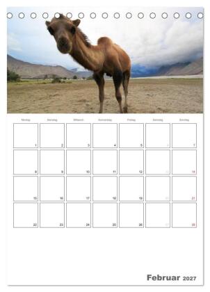 Kamel Porträt (Tischkalender 2027 DIN A5 hoch), CALVENDO Monatskalender