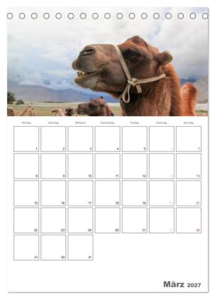 Kamel Porträt (Tischkalender 2027 DIN A5 hoch), CALVENDO Monatskalender