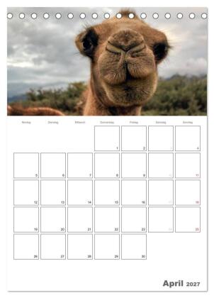 Kamel Porträt (Tischkalender 2027 DIN A5 hoch), CALVENDO Monatskalender