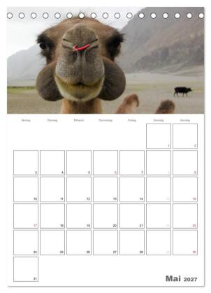 Kamel Porträt (Tischkalender 2027 DIN A5 hoch), CALVENDO Monatskalender