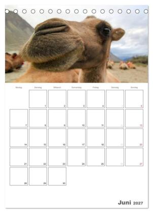 Kamel Porträt (Tischkalender 2027 DIN A5 hoch), CALVENDO Monatskalender