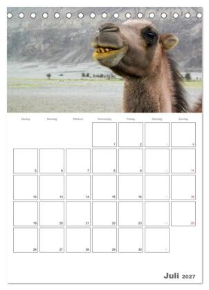 Kamel Porträt (Tischkalender 2027 DIN A5 hoch), CALVENDO Monatskalender