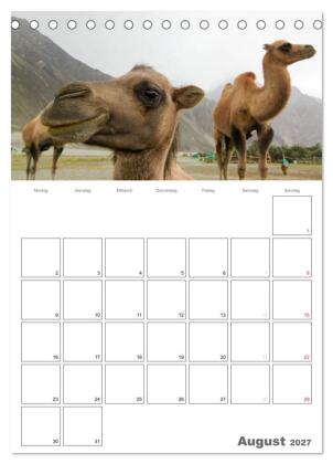 Kamel Porträt (Tischkalender 2027 DIN A5 hoch), CALVENDO Monatskalender