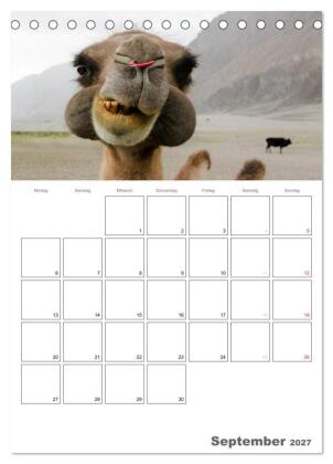 Kamel Porträt (Tischkalender 2027 DIN A5 hoch), CALVENDO Monatskalender
